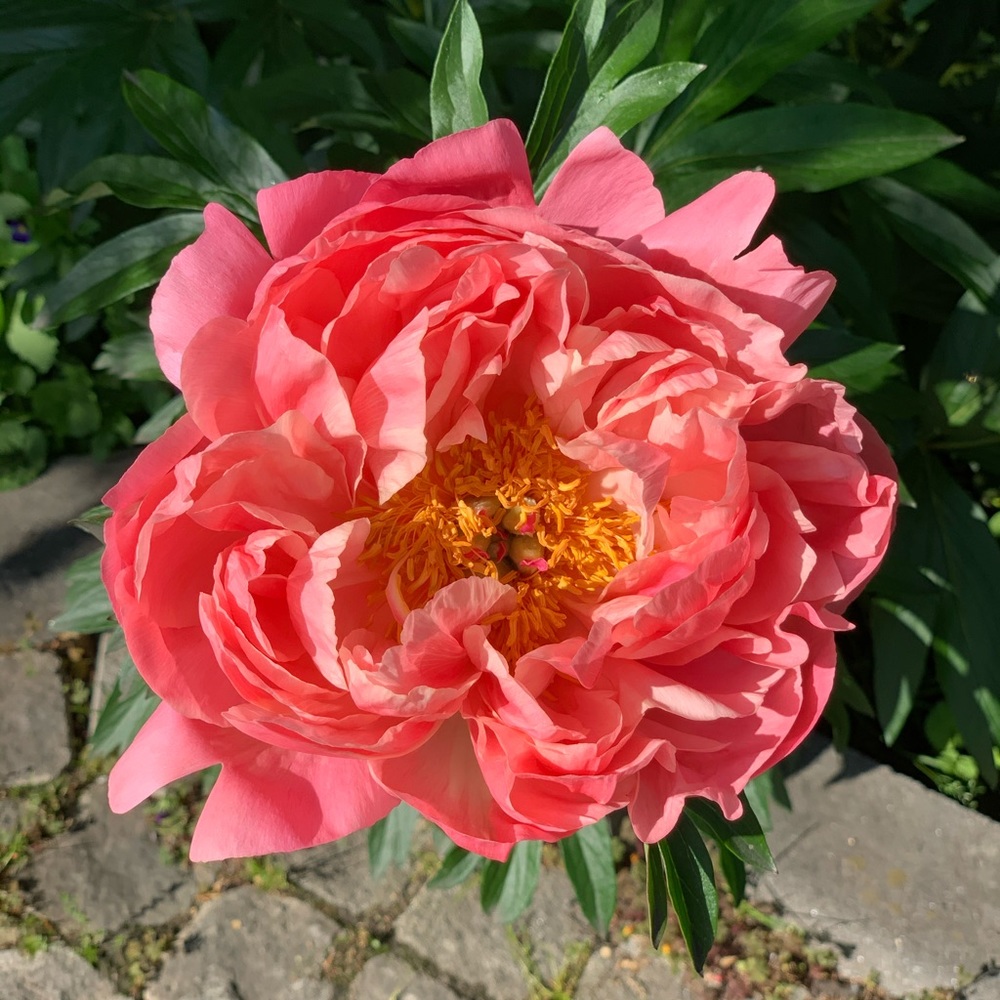 Meet your Posher, Maria